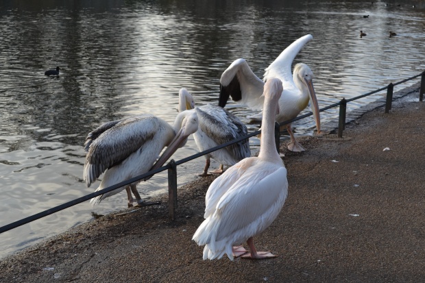 Pelicanos em St. James's Park.